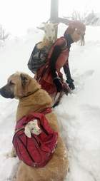 girl and dog rescue mother goat and newborn baby