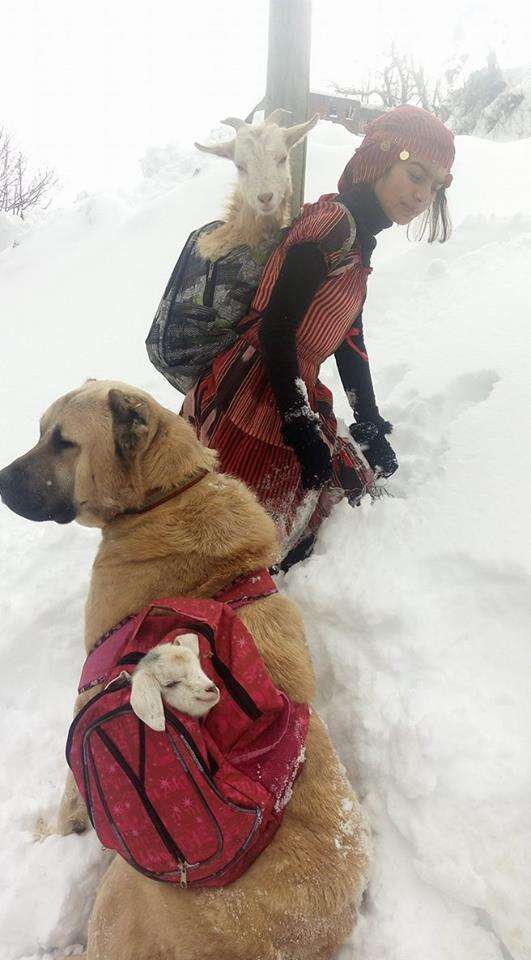 girl and dog rescue mother goat and newborn baby