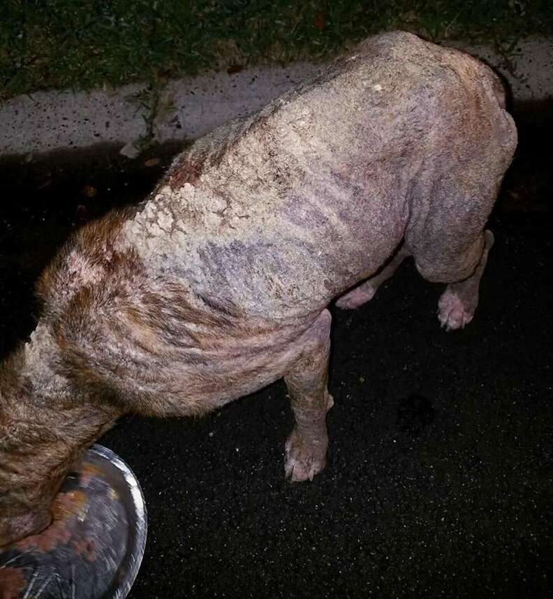 Bait dog with mange who was rescued in Texas