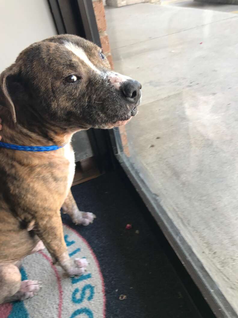 Rescued bait dog from Texas