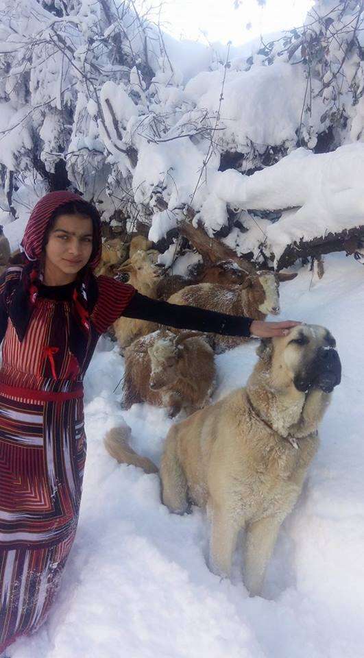 turkish girl with dog and goats
