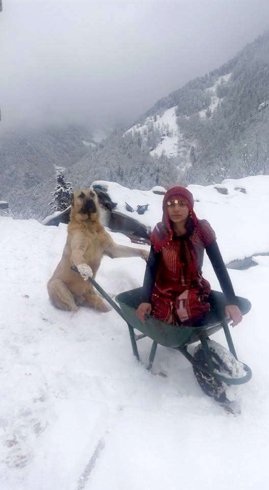 girl poses in wheelbarrow with dog