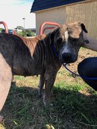 Rescued bait dog from Texas