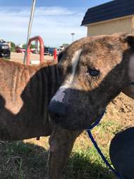 Rescued bait dog from Texas