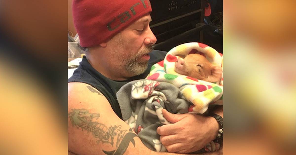 Piglet Saved From Barbecue Loves To Be Held In His New Dad's Arms - The Dodo