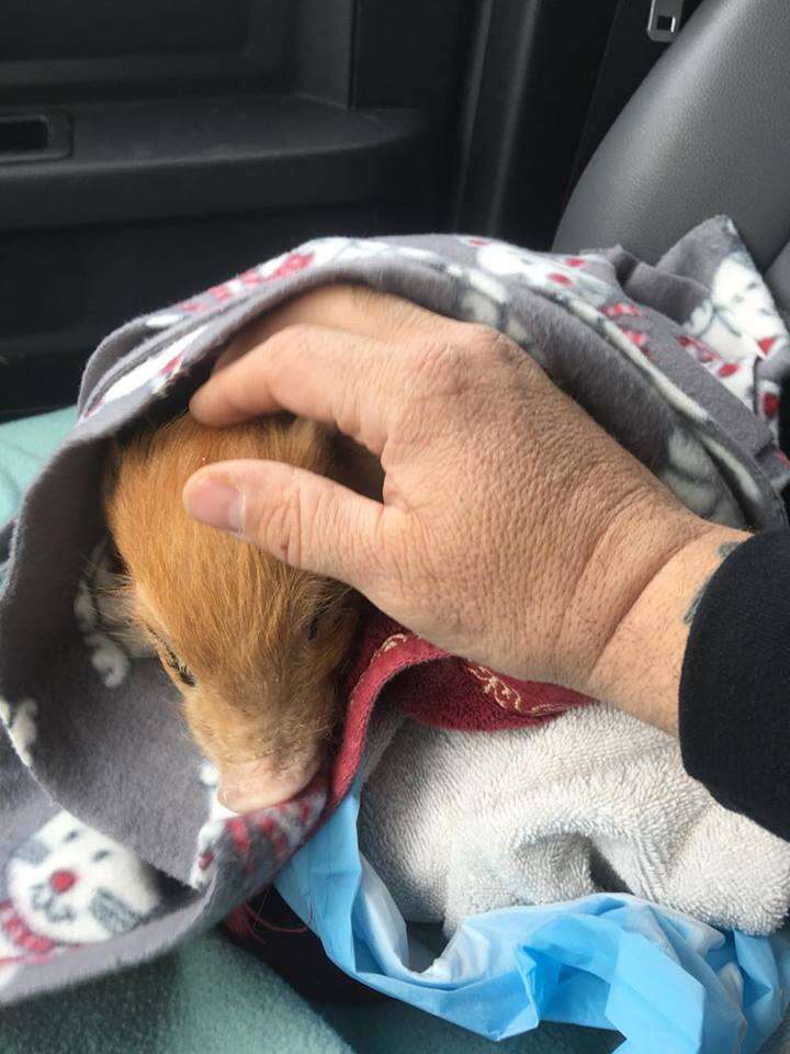 Piglet Saved From Barbecue Loves To Be Held In His New Dad's Arms - The Dodo