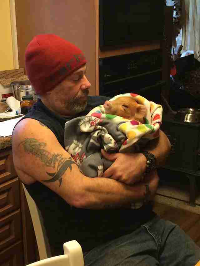 Piglet Saved From Barbecue Loves To Be Held In His New Dad's Arms - The