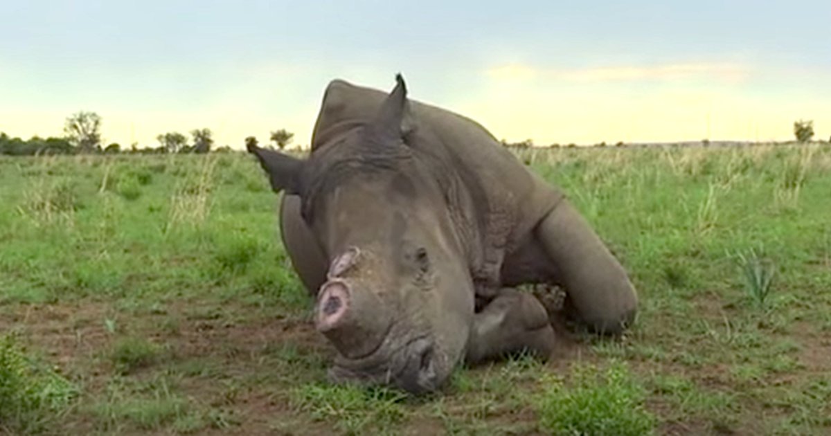 South Africa Lifts Ban On Rhino Horn Trade - The Dodo