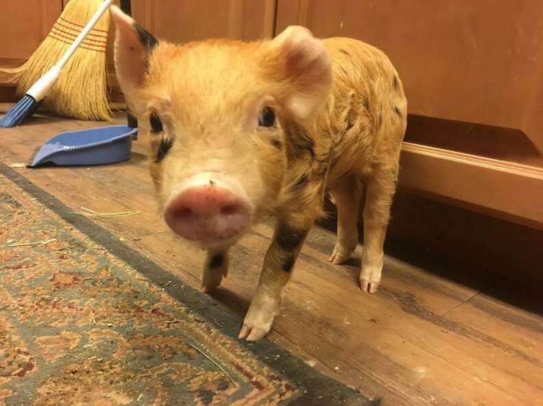 Piglet Saved From Barbecue Loves To Be Held In His New Dad's Arms - The Dodo