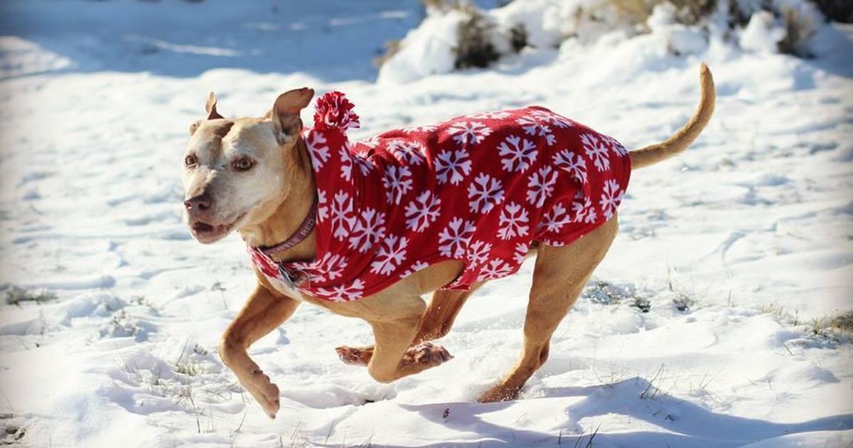 Fans Forget About Dead Dogs, Load up on Vick Jerseys