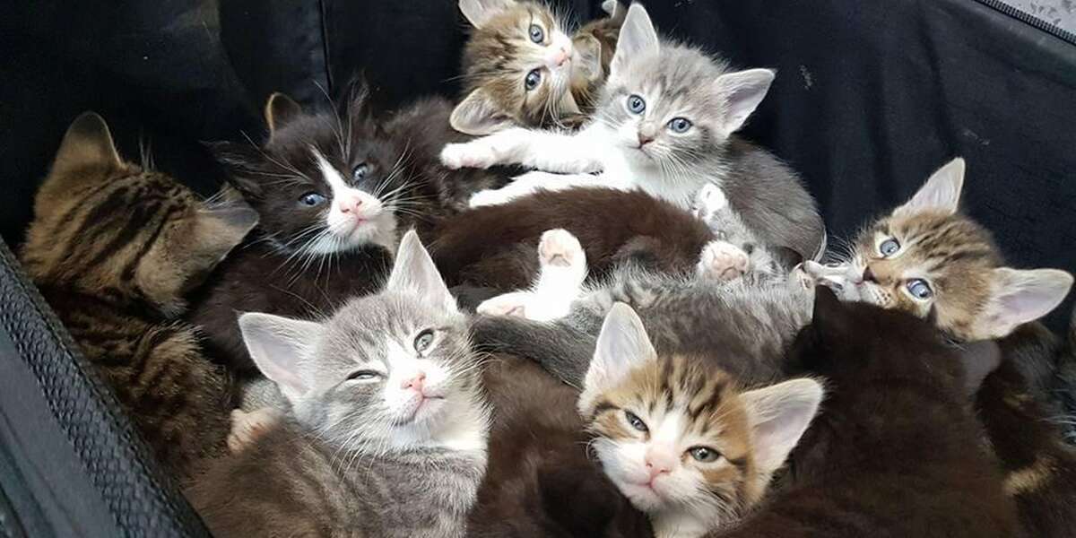 Someone Dumped These 15 Kittens In A Suitcase On The Side Of The Road