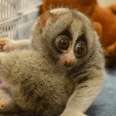 Here's Why Slow Lorises Should Never Be Pets