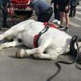 Exhausted Carriage Horse Collapses In Street