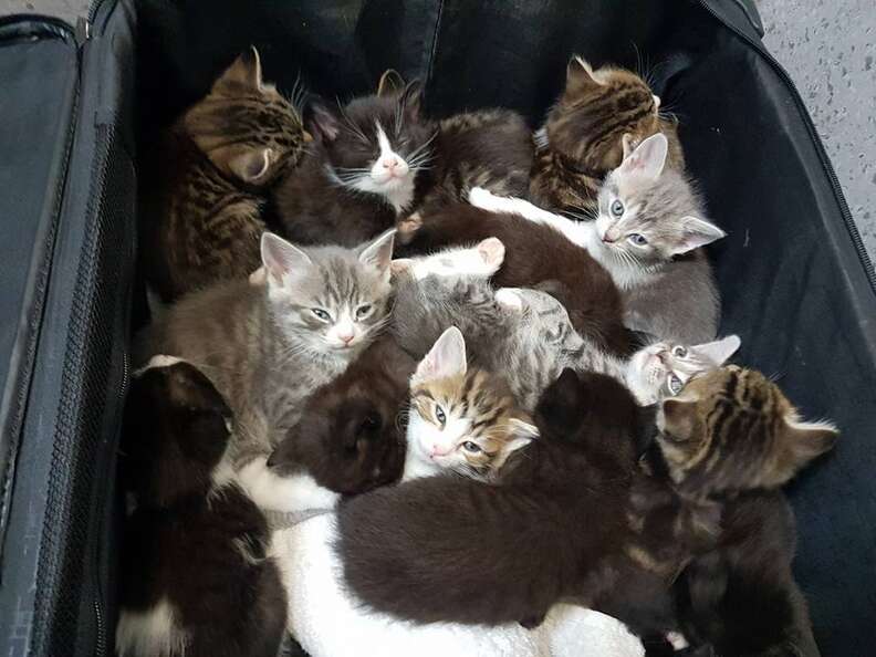 Someone Dumped These 15 Kittens In A Suitcase On The Side Of The Road ...