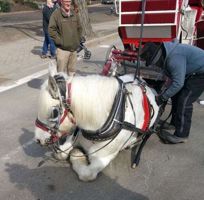 Carriage horse in New York City collapses