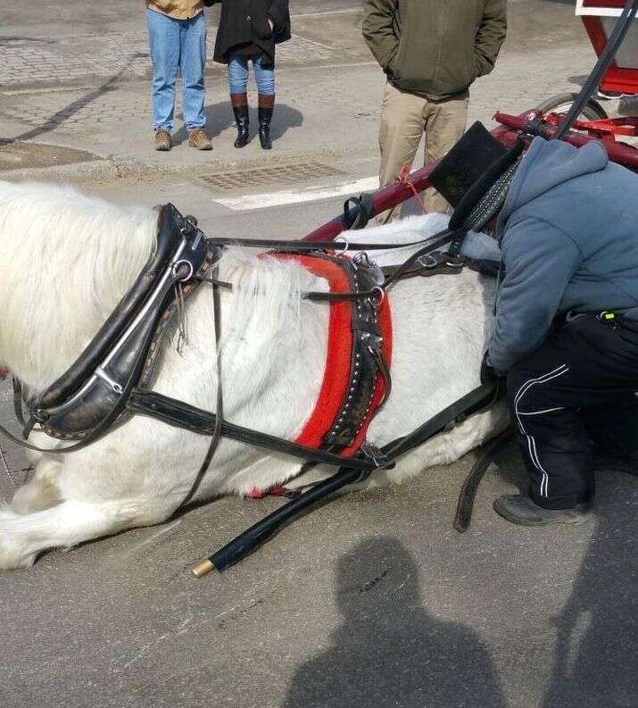 Carriage horse in New York City collapses