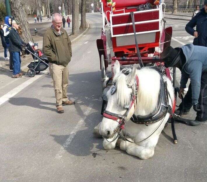 Carriage horse in New York City collapses