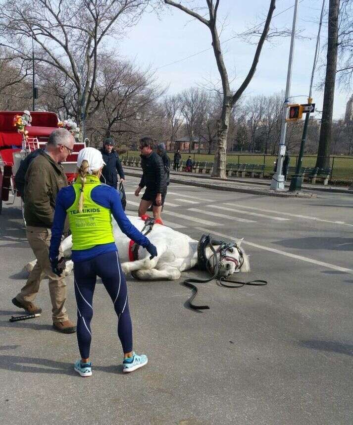 Carriage horse in New York City collapses