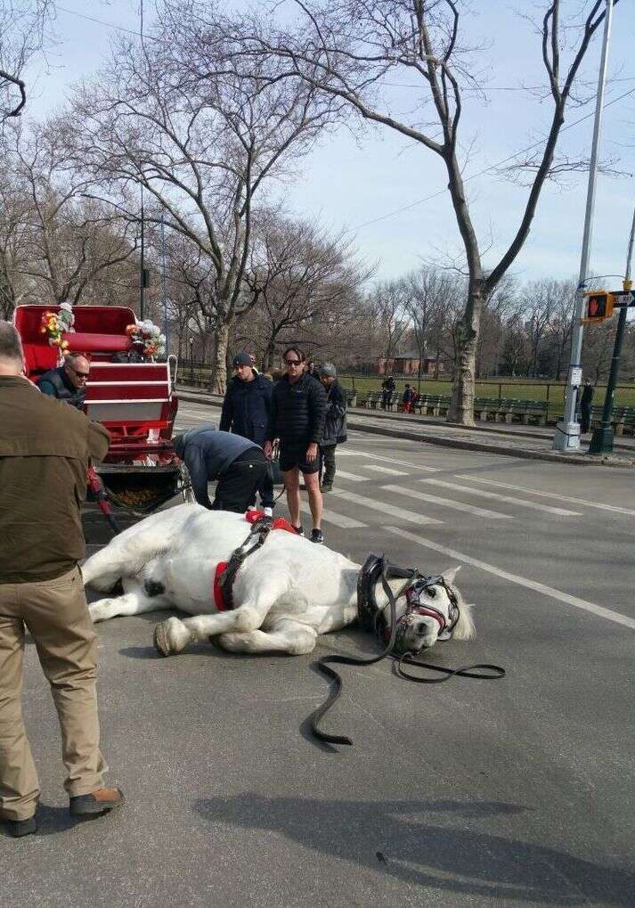 Carriage horse in New York City collapses