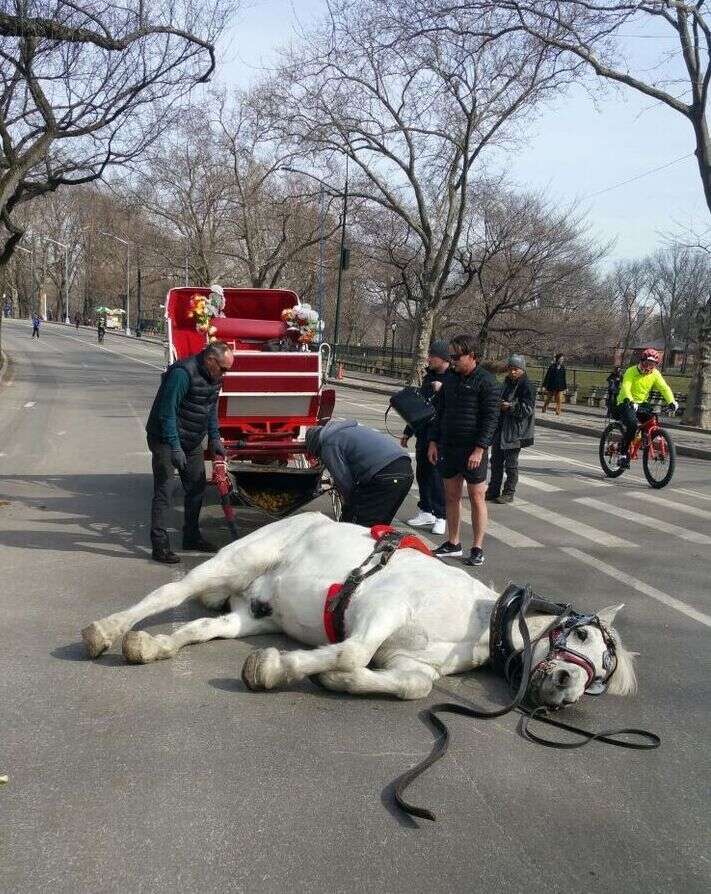 Carriage horse in New York City collapses