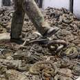 People Are Killing Entire Families Of Snakes In Cruel 'Contest'