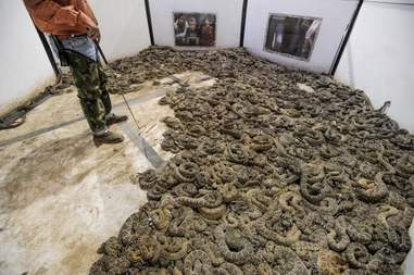 Rattlesnakes in the holding pit of the Sweetwater snake roundup festival