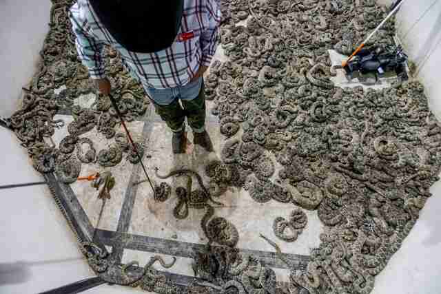 Snake Multan Thousands Of Rattlesnakes Are Being Killed In Cruel Contests - The Dodo
