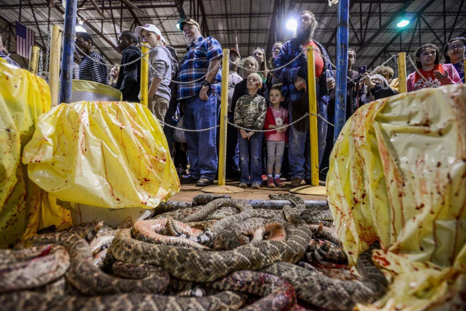 Thousands Of Rattlesnakes Are Being Killed In Cruel Contests The Dodo