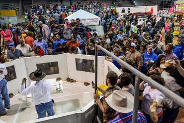 The Sweetwater rattlesnake roundup festival