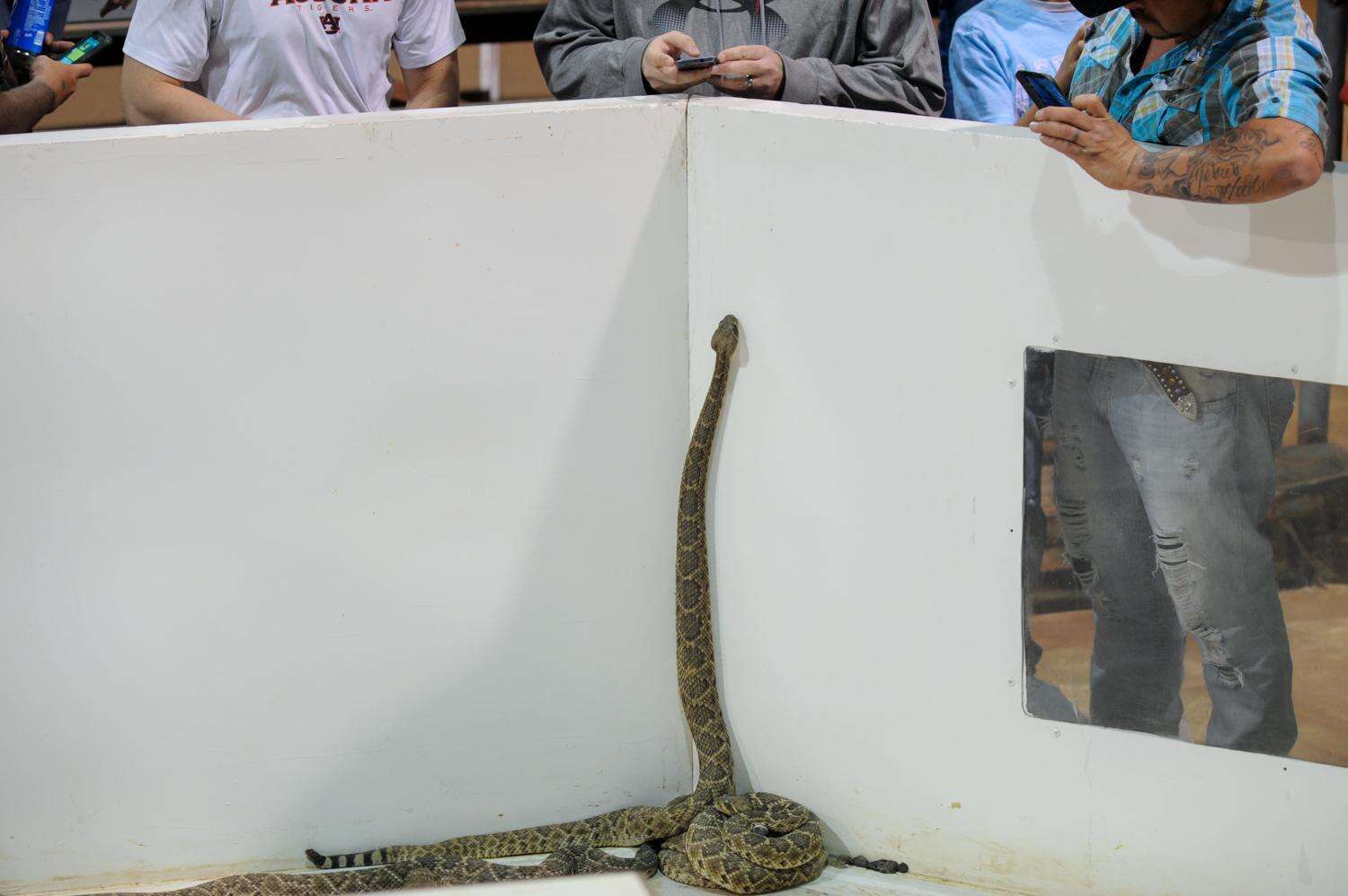 A rattlesnake in the holding pit at the Sweetwater snake roundup festival