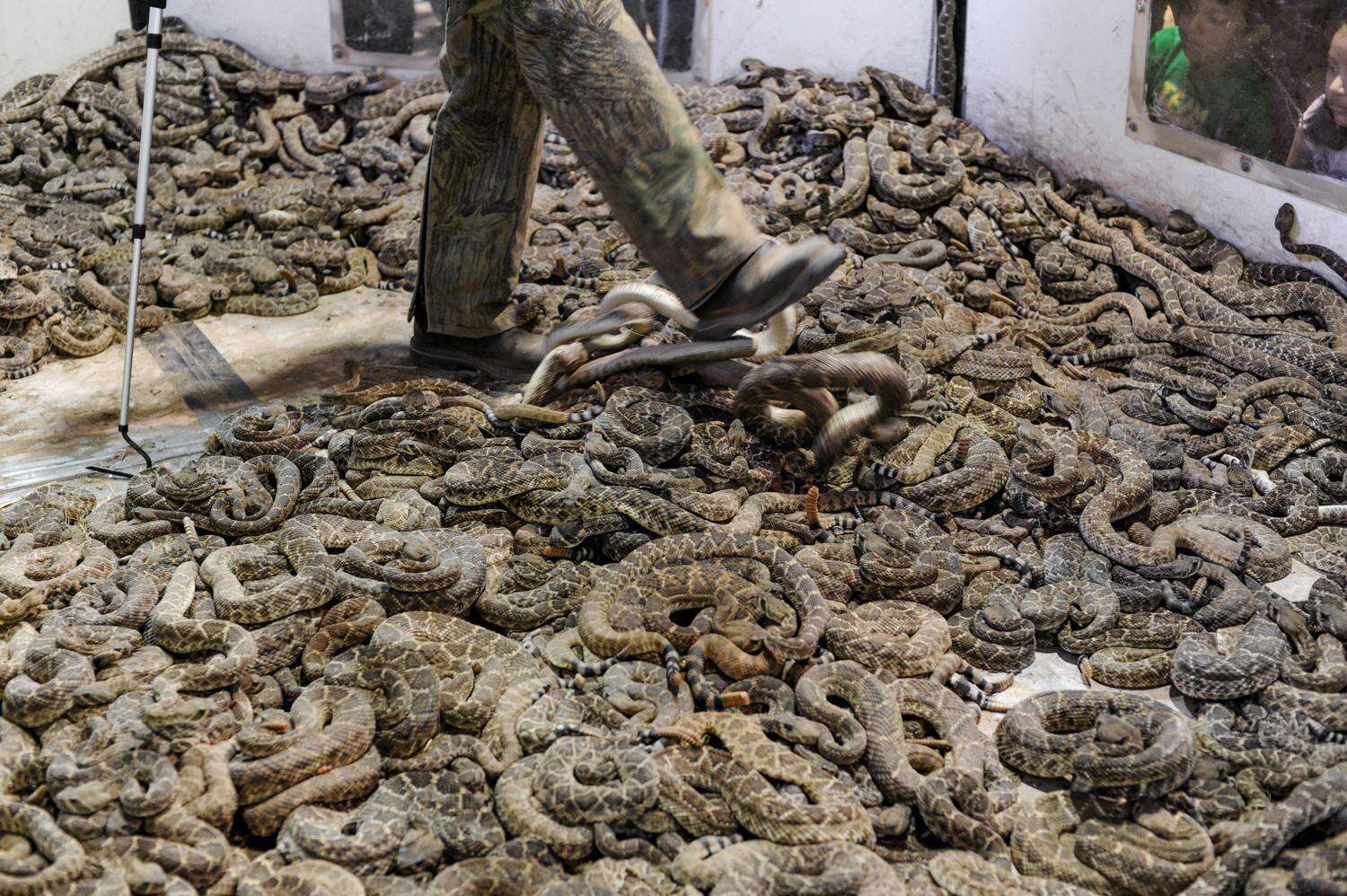 Rattlesnakes in the holding pit of the Sweetwater snake roundup festival