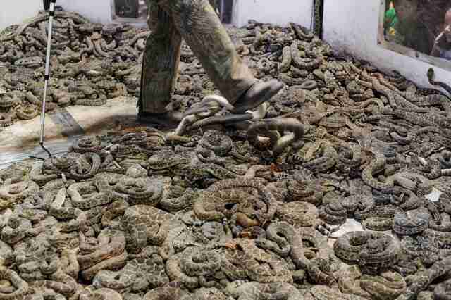 Thousands Of Rattlesnakes Are Being Killed In Cruel Contests The Dodo
