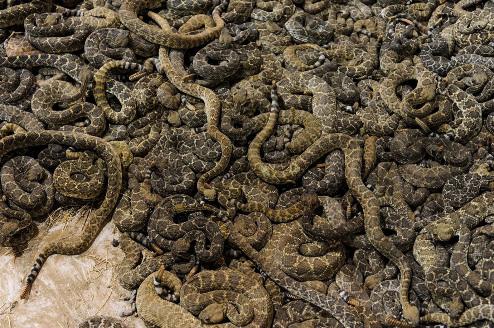 Thousands Of Rattlesnakes Are Being Killed In Cruel Contests The Dodo