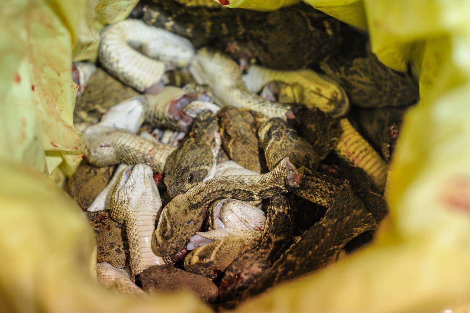 Decapitated rattlesnake heads at the Sweetwater snake roundup festival