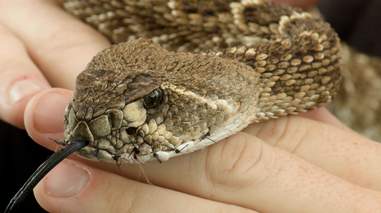 A snake with his mouth sewn shut at an Oklahoma roundup festival