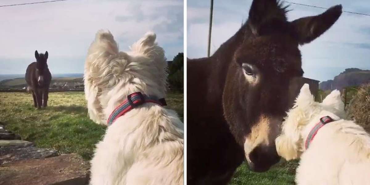Dog And Donkey Keep Their LongDistance Friendship Alive The Dodo