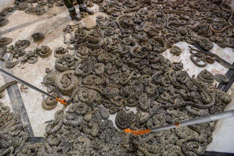 Rattlesnakes in the holding pit of the Sweetwater snake roundup festival