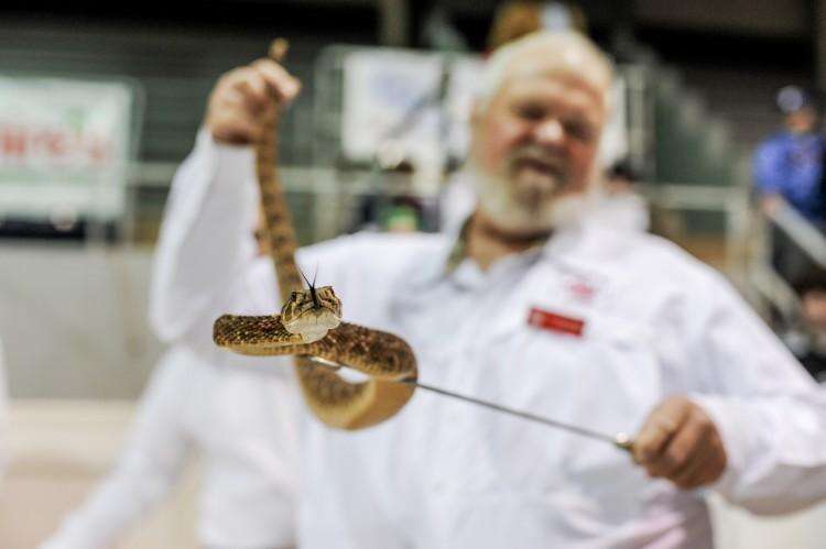 A man holding up a rattlesnake at the Sweetwater snake roundup festival
