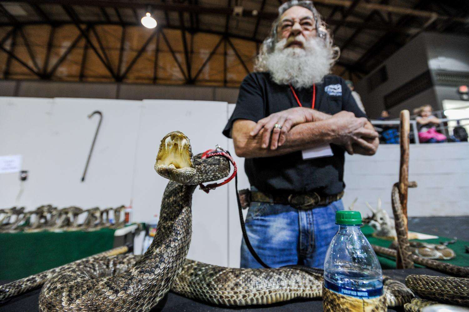 A dead rattlesnake at the Sweetwater snake roundup festival