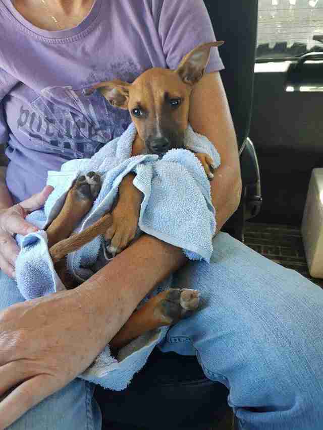 Puppy Who Survived Parvo Illness Is Looking For A Home