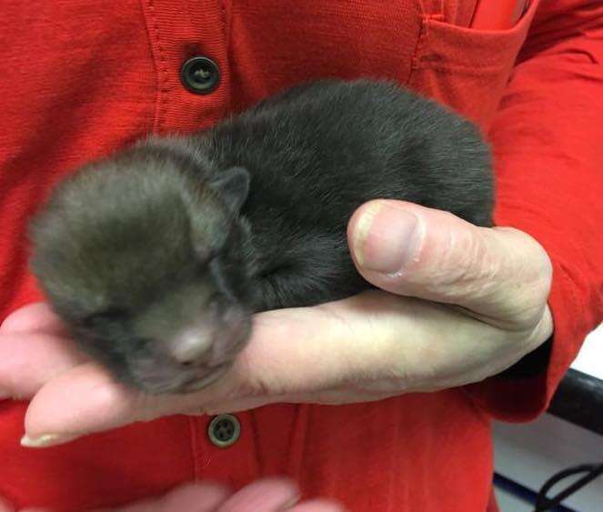 Fox cub who was mistaken to be puppies