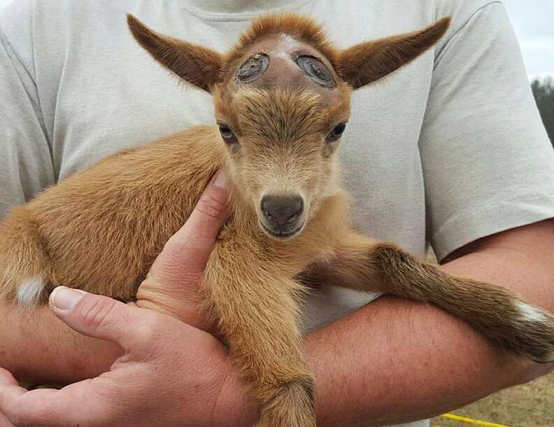 angry baby goat