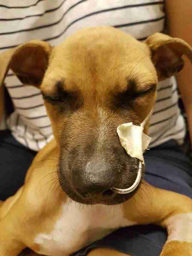 Puppy Who Survived Parvo Illness Is Looking For A Home