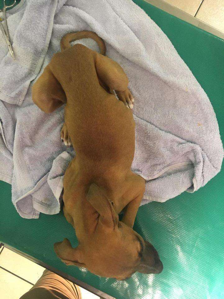 Sick puppy getting treatment for parvo virus