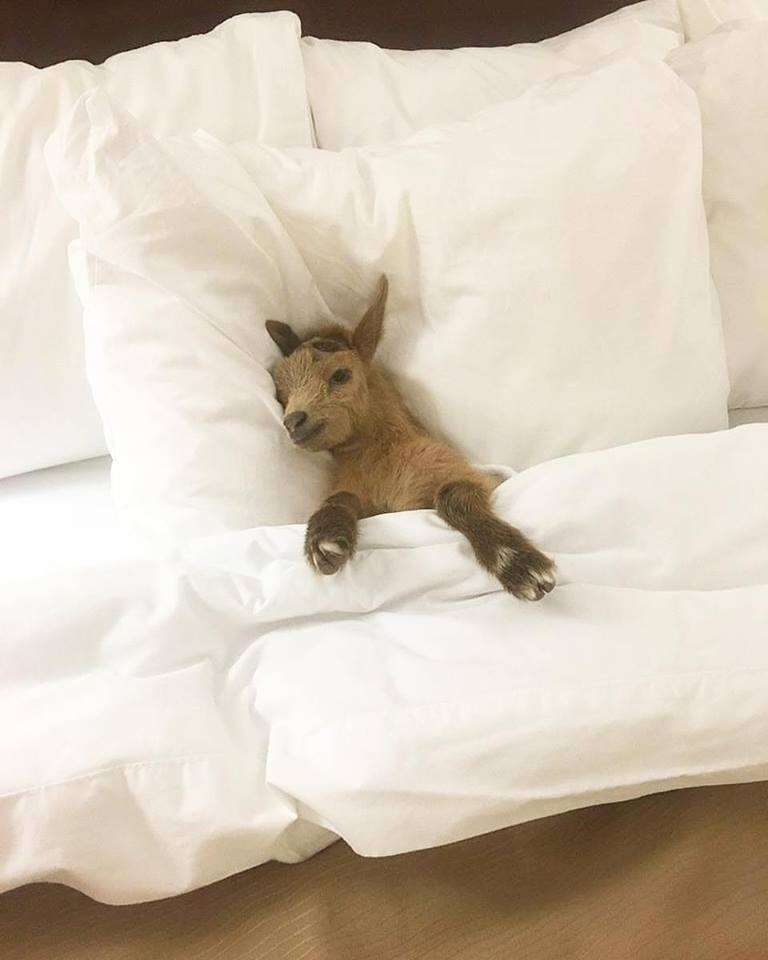 Lawson the baby goat resting in bed