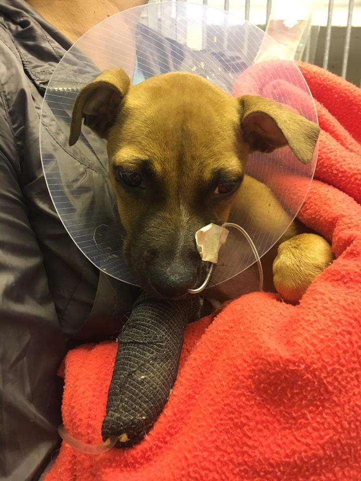 Sick puppy getting treatment for parvo virus