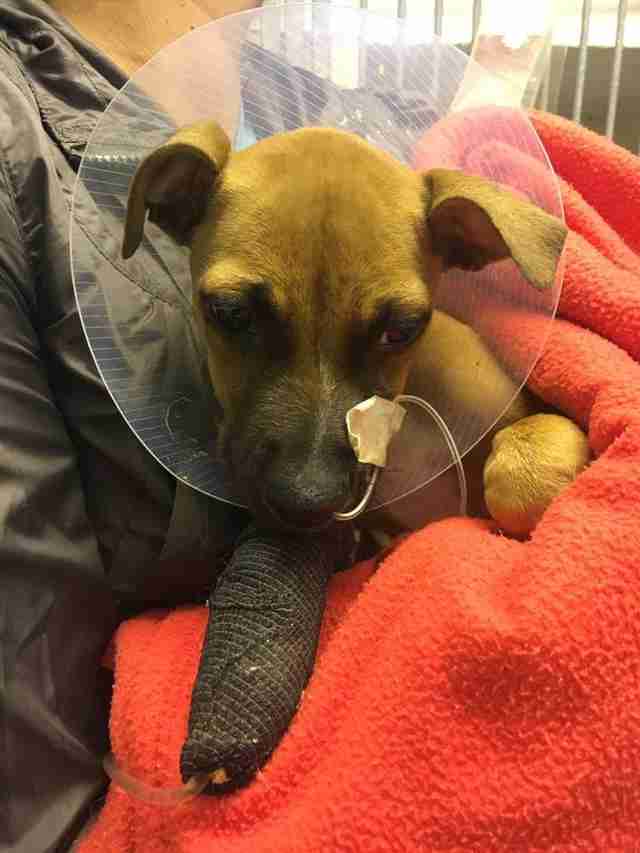 Puppy Who Survived Parvo Illness Is Looking For A Home
