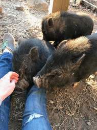 Rescued potbelly pigs at an animal sanctuary