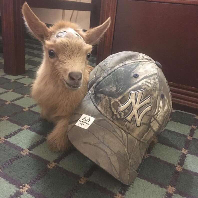 Lawson the goat compared to the size of a baseball cap