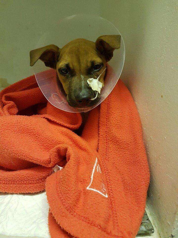 Sick puppy getting treatment for parvo virus